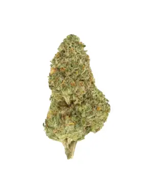 THCA Flower - Mango Dream - 3.5g - Mango Dream is your ticket to a tropical paradise, offering an energetic and focused high. Its mango and citrus flavors make for a delightful journey, ideal for those seeking a creative boost.
Genetics: Blue Dream x Mango
Strain: Sativa
Effects: Energetic, Focused, Creative
Flavors: Mango, Tropical, Citrus
THCA Content: 28.65%