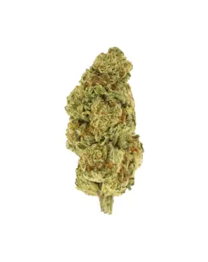 THCA Flower - Orange Creamsicle - 3.5g - Orange Creamsicle is a delightful, sativa-dominant hybrid that brings a burst of happiness and energy. Its citrus, orange, and vanilla flavors are reminiscent of a refreshing summer treat, taking you back to the days of chasing the ice cream truck through the neighborhood.
Genetics: Orange Crush x Juicy Fruit
Strain: Hybrid
Effects: Happy, Uplifting, Energetic
Flavors: Citrus, Orange, Vanilla
THCA Content: 27.35%