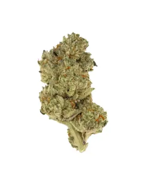 THCA Flower - White Coconut Pie - 3.5g - White Coconut Pie is an evenly balanced hybrid strain that offers a blissful escape to a tropical paradise. Its sweet coconut flavor is both soothing and exhilarating. All you need is a tiny umbrella to go with it.
Genetics: Berry Pie x Medellin
Strain: Hybrid
Effects: Euphoria, Relaxation, Heavy-hitting
Flavors: Sweet, Tropical, Coconut
THCA Content: 27.16%