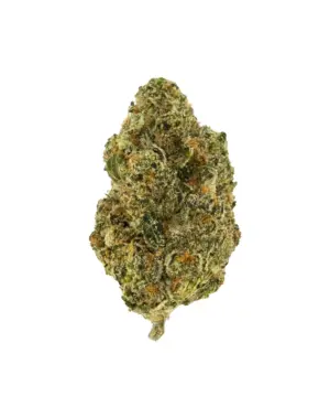 THCA Flower - Wonder Bread - 3.5g - Wonder Bread is a hybrid strain that's as delightful as its name suggests. With its uplifting and creative effects, it's like a burst of citrusy, sweet, and earthy flavors. As a relative of a Bob Marley favorite, it’s no wonder that this Wonder Bread is one of the heavy hitters in our lineup.
Genetics: Great White Shark x Lamb’s Bread
Strain: Hybrid
Effects: Uplifting, Euphoric, Creativity, Happy, Energetic, Focus
Flavors: Citrus, Sweet, Earthy
THCA Content: 27.66%