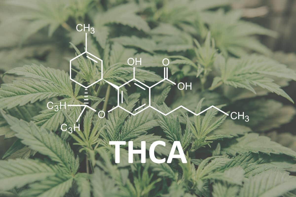 THC-A Unleashed: Bridging the Gap to Your Cannabis Utopia