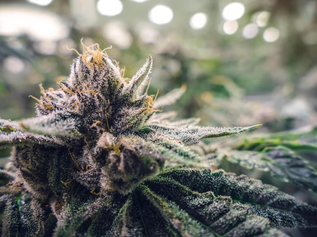 THCA Flower vs. THC Flower: Understanding the Difference - Skyhio