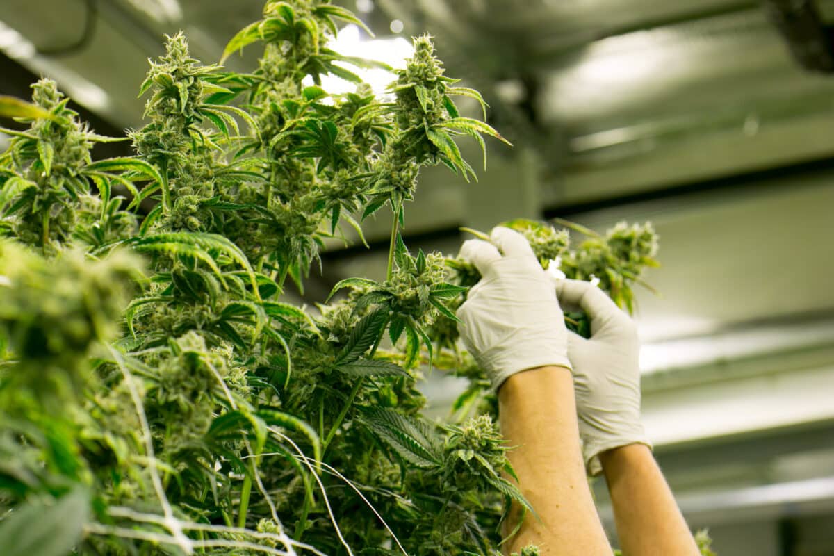 Harnessing the Power of THCA Flower for Health and Wellness