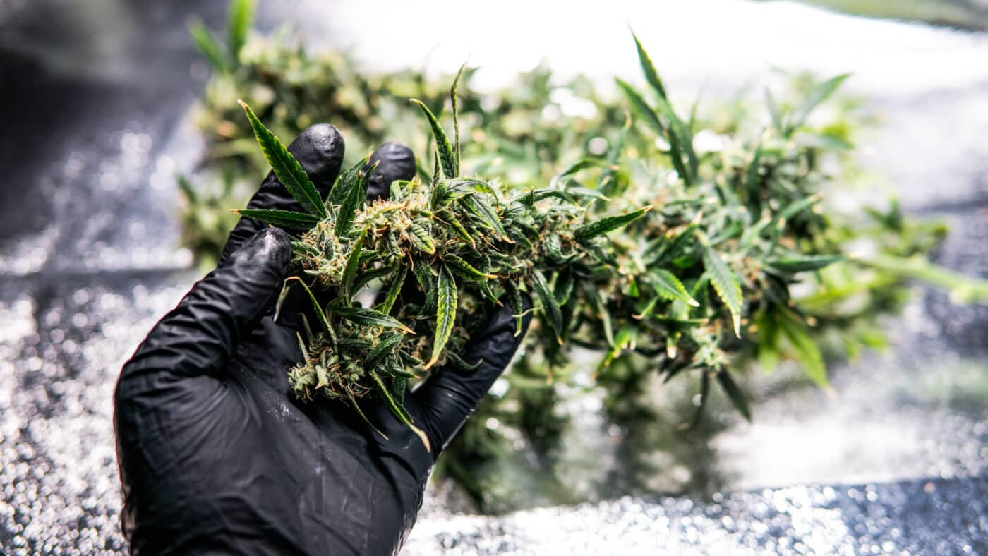 THCA Flower Strain Highlight: Lemon Chello