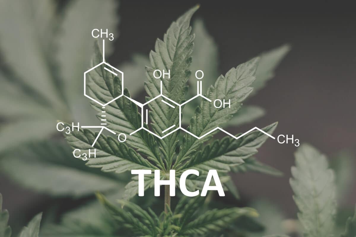 From the Roots of Raw Cannabis: Exploring THC vs THCA