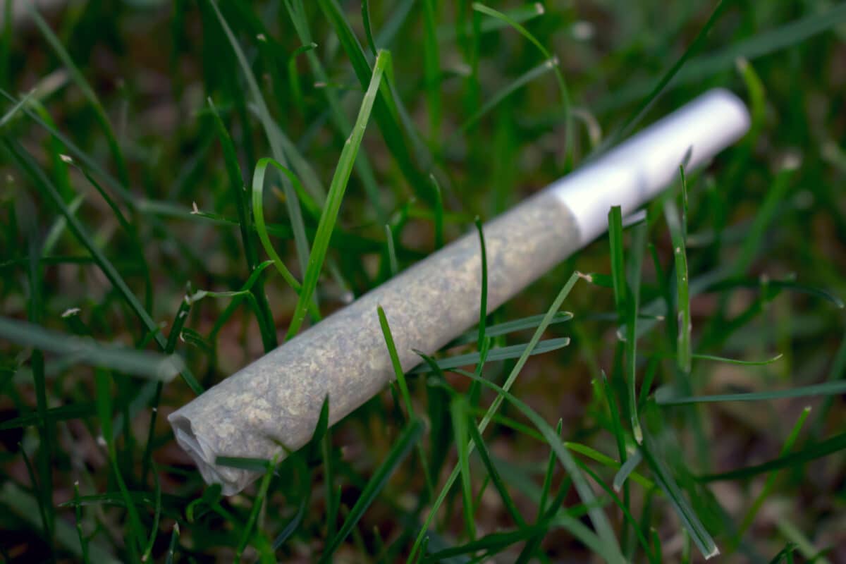 THCA Pre Rolls vs. THCA Flower: Which is Better?